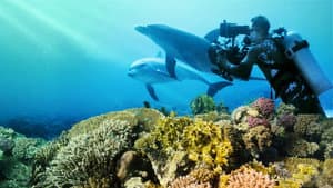 Nadando con Delfines — foto 3