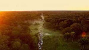 Pantanal: A Boa Inocência de Nossas Origens — foto 1