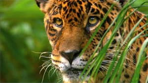 Wild Amazon — foto 1