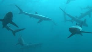Great Shark Chow Down — foto 11