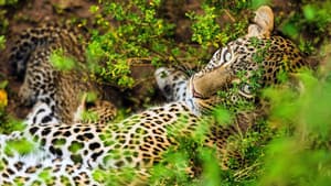 Die Leopardin — foto 1