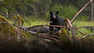 Alaska's Grizzly Gauntlet — foto 5