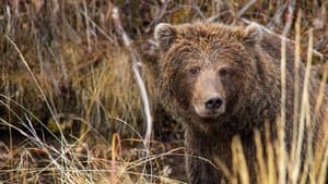 Yukon's Wild Grizzlies — foto 1