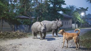 Planet Earth III — foto 11