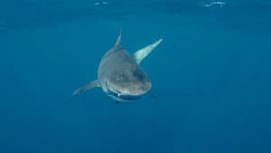 Sharkwater Extinction — foto 4