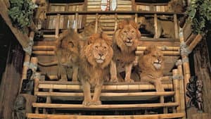 Roar — foto 8