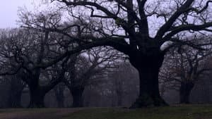 Sideworld: Haunted Forests of England — foto 4