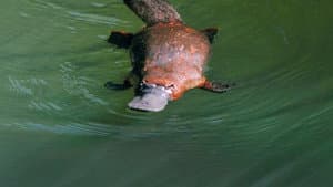 Platypus: World's Strangest Animal — foto 1