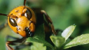 Killer Hornets — foto 1