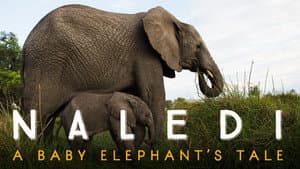 Naledi: A Baby Elephant's Tale — foto 2