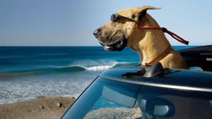 Marmaduke — foto 2