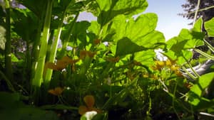 Le Petit Peuple du potager — foto 1