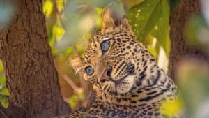 Olimba, Königin der Leoparden — foto 1