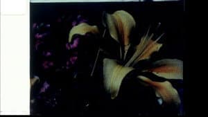 Echoed Silence — foto 12