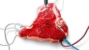Blood Free — foto 12