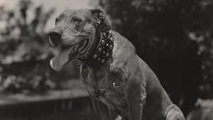 A Dog Catcher's Love — foto 1