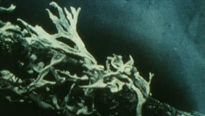 Discoveries on the Forest Floor 1-3 — foto 1