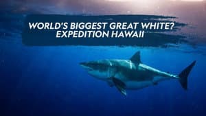 World's Biggest Great White? — foto 3