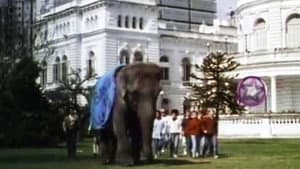 Un elefante en banda — foto 1