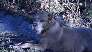 Dog Movie — foto 2