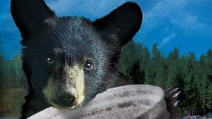 Los oseznos de Yellowstone — foto 6