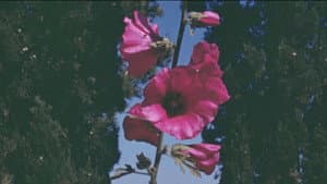 The Flowers Stand Silently, Witnessing — foto 2