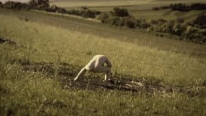 Debris Documentar — foto 1