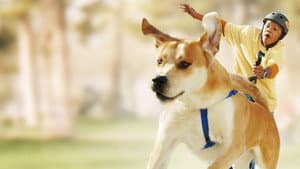 Life Is Ruff — foto 2