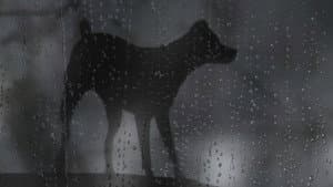 Heart of a Dog — foto 4