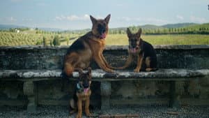 Gunther, el perro millonario — foto 6