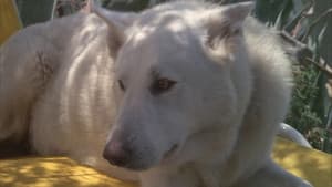 Perro blanco — foto 4