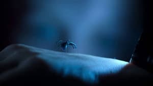 Sting. Araña asesina — foto 12