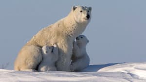 Bearhood — foto 1