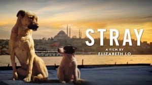 Stray — foto 9