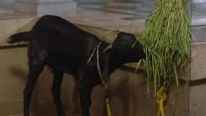 भारत माझा देश आहे — foto 1