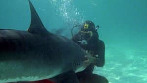 Cazador de Tiburones — foto 5