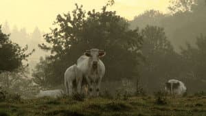 Bovines — foto 1