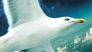 Juan Salvador Gaviota — foto 2