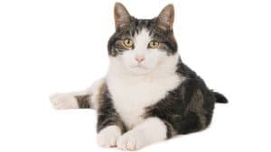 Gatos: Una oda al amor gatuno — foto 10