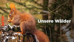 Unsere Wälder — foto 1