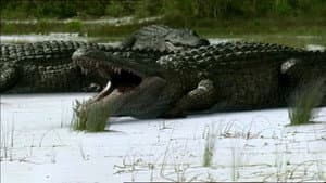 Episodio 6