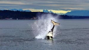 Orcas - Life in Black and White — foto 2
