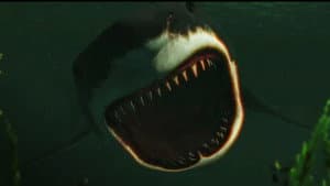 Bull Shark — foto 3