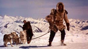 The Wild North — foto 1