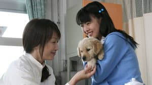 犬と私の10の約束 — foto 6