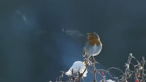 Attenborough's Wonder of Song — foto 1