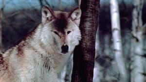 Wolf Pack — foto 1