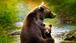 Familia de Animales — foto 1