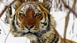 Operation Snow Tiger — foto 2