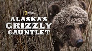Alaska's Grizzly Gauntlet — foto 3